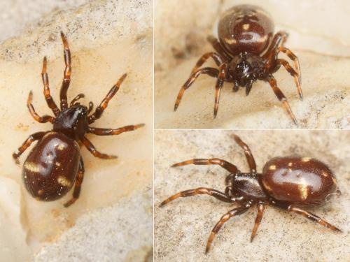 Asagena sp.